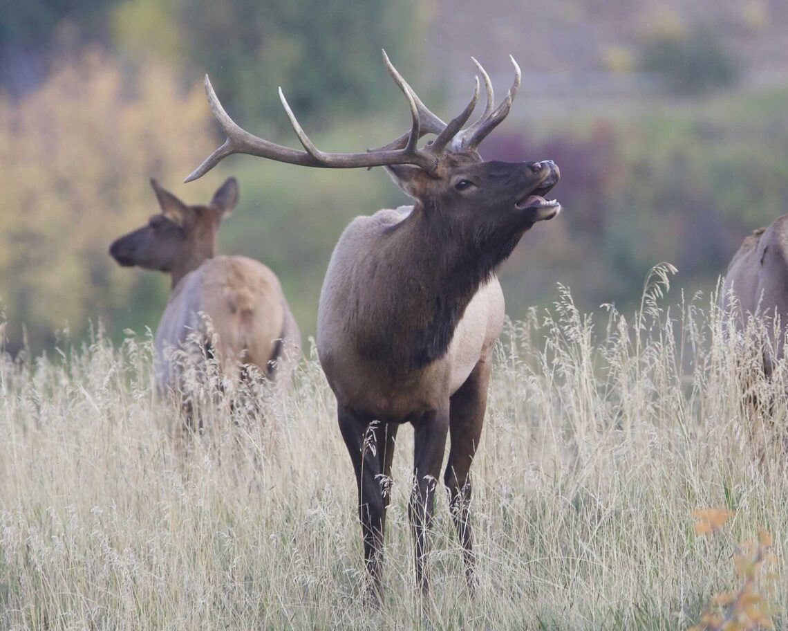 Fall elk migration: A call for connected landscapes